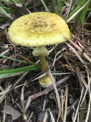 Amanita levistriata