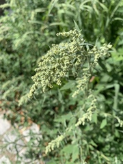 Chenopodium album
