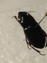 Harpalus zabroides