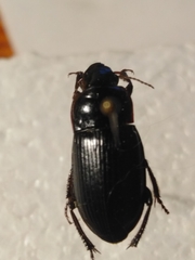 Harpalus zabroides
