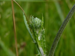 Cirsium filipendulum