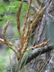 Tillandsia inopinata