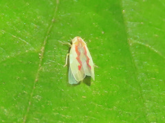 Zygina flammigera