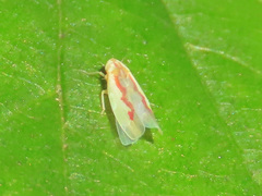 Zygina flammigera