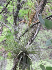 Tillandsia inopinata