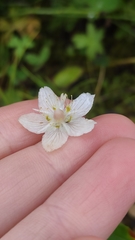 Parnassia palustris