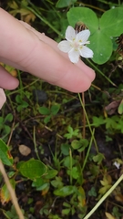 Parnassia palustris