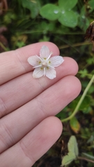 Parnassia palustris