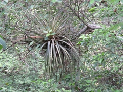 Tillandsia inopinata
