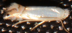 Phyllonorycter argentifimbriella