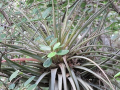 Tillandsia inopinata
