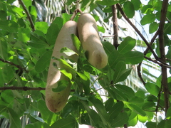 Kigelia africana africana