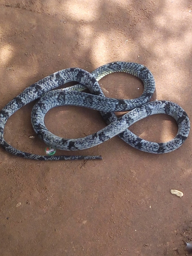 Blandings Tree Snake