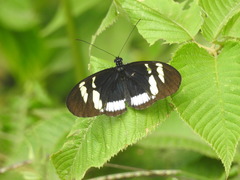 Heliconius cydno cydnides