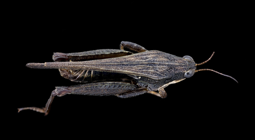Black-sided Pygmy Grasshopper photo 6