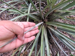 Tillandsia inopinata