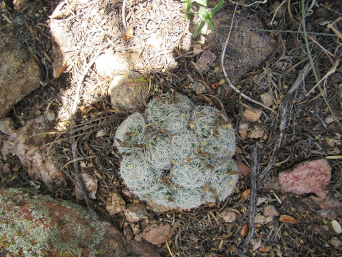 Graham's fishhook cactus (Cochemiea grahamii)