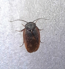 Homoeogamia mexicana