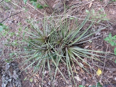 Tillandsia inopinata