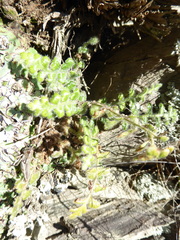 Asplenium subglandulosum