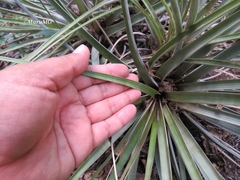 Tillandsia inopinata