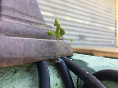 Sphodromantis viridis