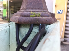 Sphodromantis viridis