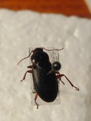 Calathus erratus