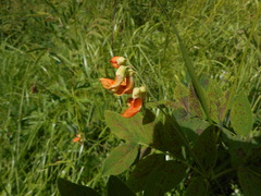 Lathyrus laevigatus