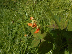 Lathyrus laevigatus