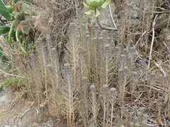 Kalanchoe delagoensis image