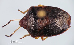 Holcostethus limbolarius