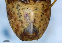 Holcostethus limbolarius