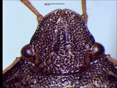 Holcostethus limbolarius