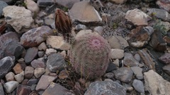 Echinocereus pectinatus pectinatus