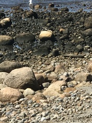 Arenaria interpres