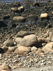 Arenaria interpres