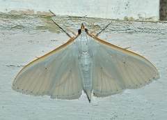 Palpita margaritacea