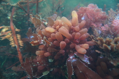 Botryocladia pseudodichotoma