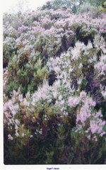 Erica australis