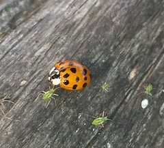 Harmonia axyridis