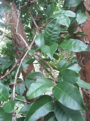 Psidium friedrichsthalianum