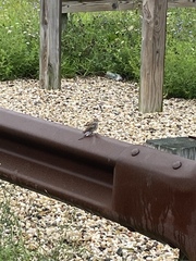 Spizella passerina passerina