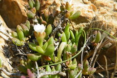 Delosperma esterhuyseniae