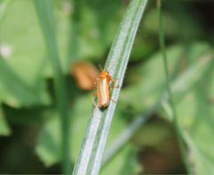 Cantharis cryptica