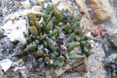 Delosperma esterhuyseniae