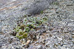 Crassula cremnophila