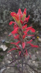 Castilleja lanata