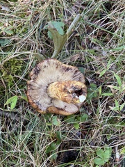 Russula mutabilis
