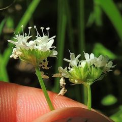Valerianella umbilicata